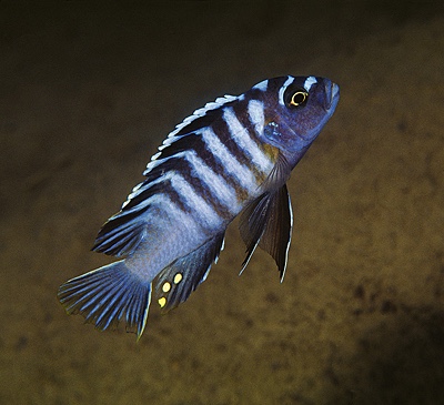 Cynotilapia zebroides 'Ikombe'